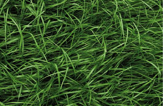 庭院草坪|院子里的天然草坪建植及養護方法 庭院草坪|院子里的天然草坪建植及養護方法