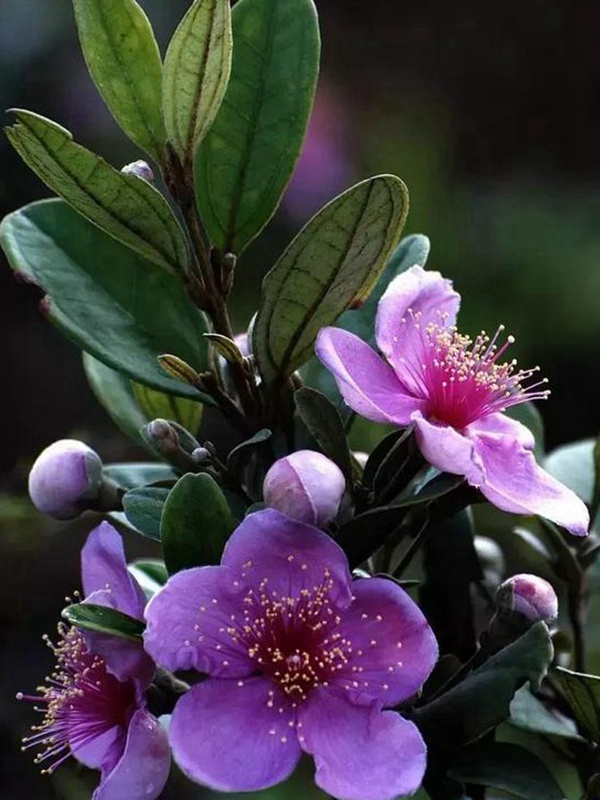 桃金娘的鑒賞與栽培養護