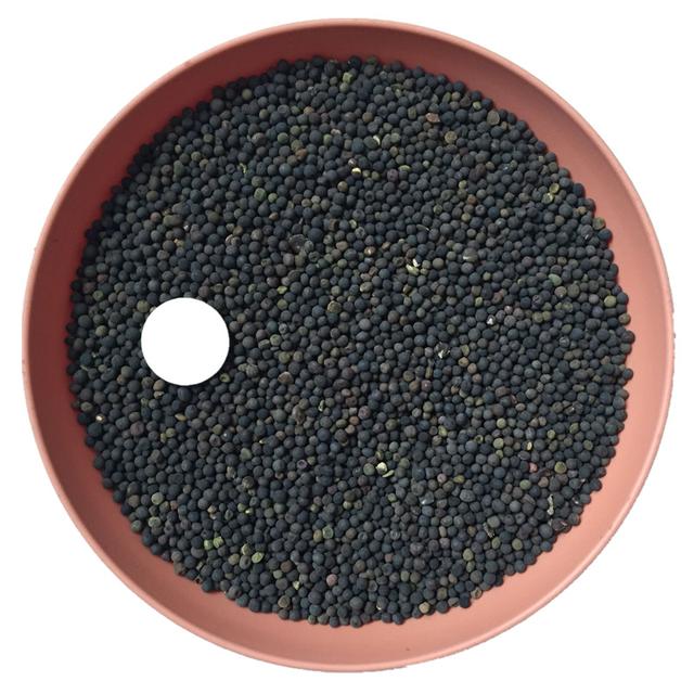 優質養蜂蜜源植物、牧草光葉紫花苕的種植技術