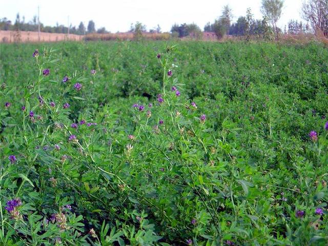 紫花苜蓿的種植技術(shù)介紹以及種植管理方法