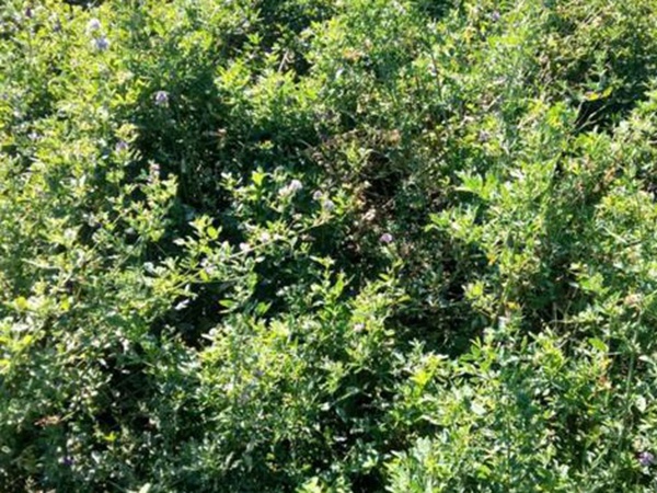 養羊牧草紫花苜蓿種植技術：怎么做可以高產量