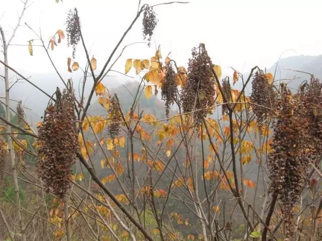 江陰鄉土植物——鹽膚木灌木