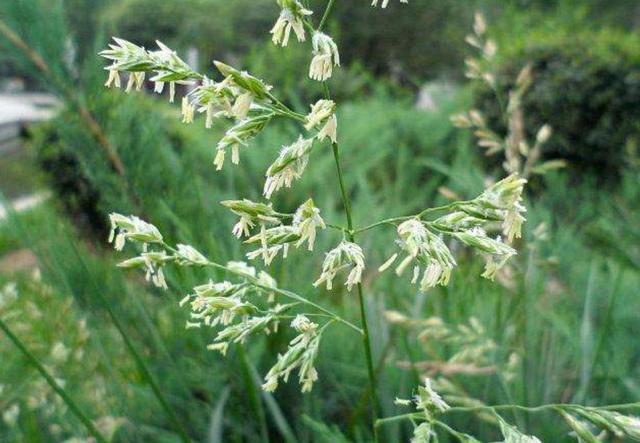 一次種植，多次收益的優質牧草——多年生黑麥草