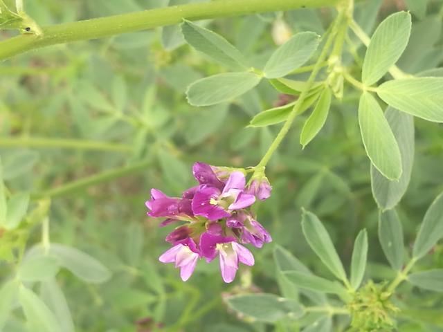 溫帶優質牧草——紫花苜蓿