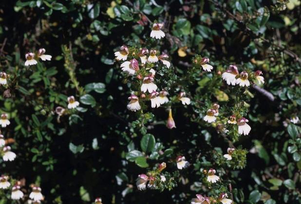 要想小米草種的好，要學會種植的技巧與方法