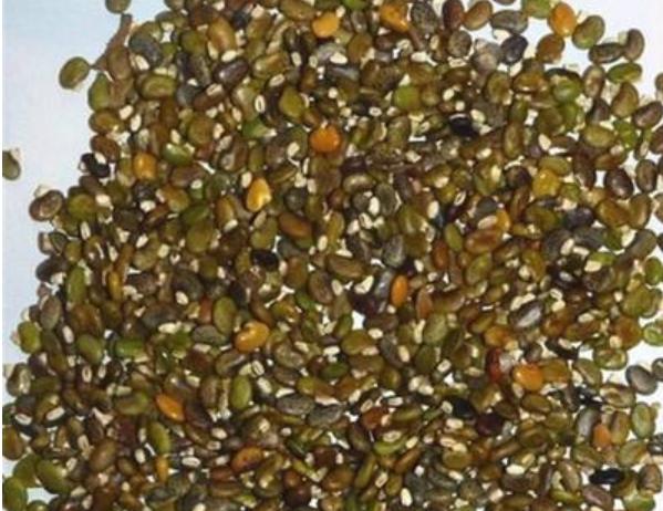 毛豆常見，山毛豆種植技術有哪些？