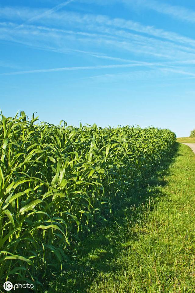 牛羊愛吃的蘇丹草，獲得高產(chǎn)量牧草需要這樣種植