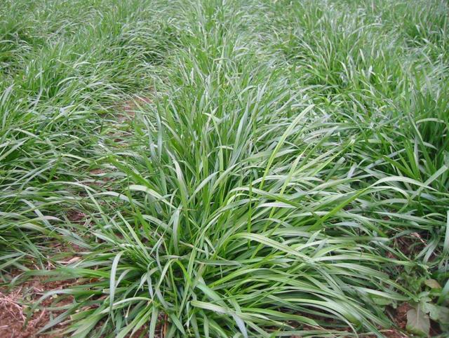多年生黑麥草種植技術介紹與用途