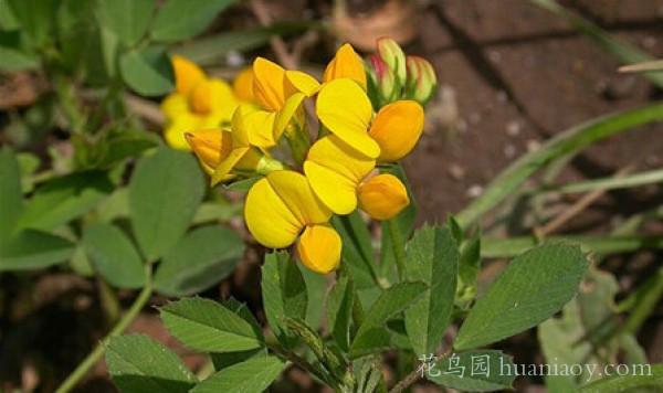 百脈根的養(yǎng)殖方法和播種市注意事項(xiàng)