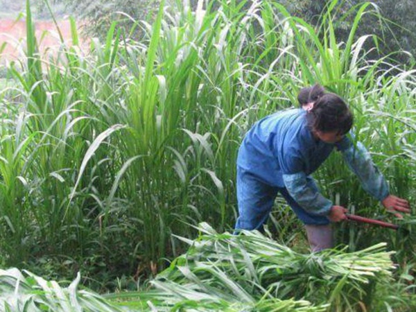 最適合養(yǎng)牛的四種牧草有哪些