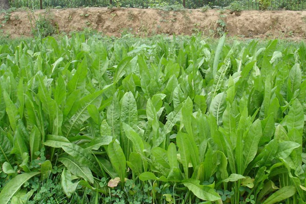 養豬用什么牧草種植比較好？