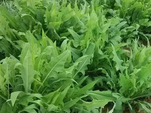 苦荬菜的栽培技術與播種方法