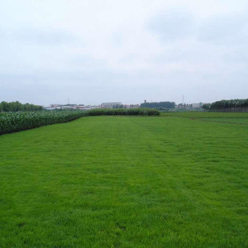 多年生黑麥草栽培技術與管理方法