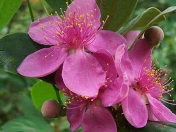 桃金娘的養殖方法和注意事項，有什么需要注意的