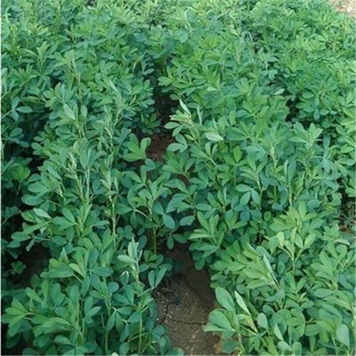 紫花苜蓿的市場批發價格以及播種方法