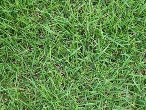 哪個公司有賣百慕大種子？種植后幾天可以發芽？