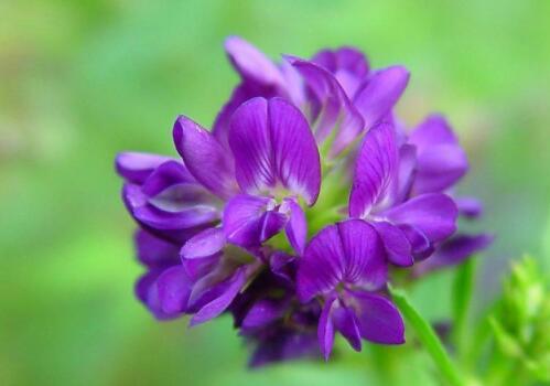 目前紫花苜蓿價格大概需要多少錢一噸？種植技術要點有哪些？