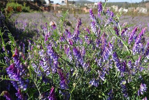 毛苕子的種植技術(shù)介紹以及播種時(shí)間