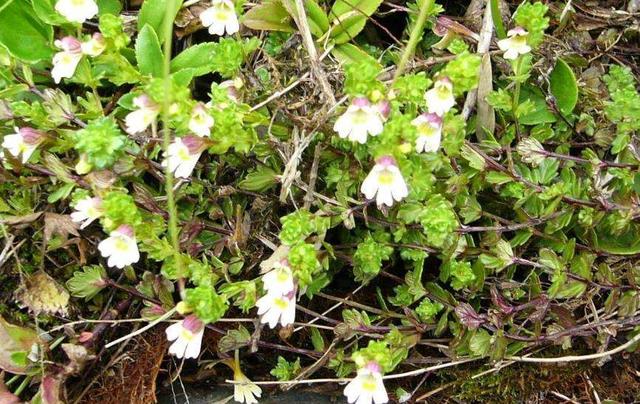 要想小米草種的好，要學會種植的技巧與方法