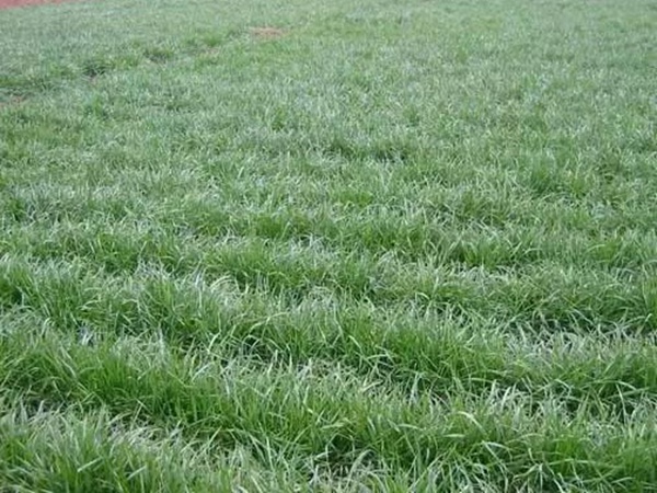 一年生黑麥草播種方法以及如何利用