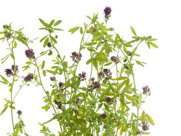 養羊如何選擇牧草？有什么需要注意的？