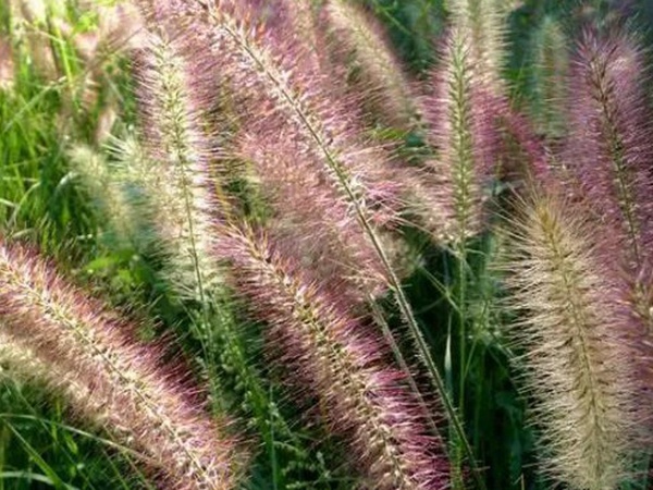 原來草也可以這么美麗--狼尾草