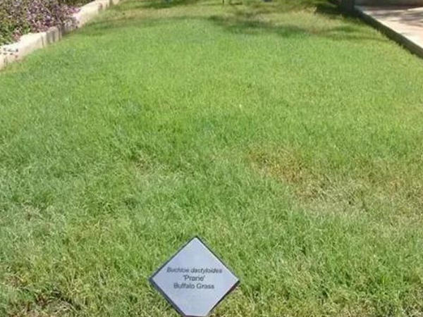 野牛草草坪建植特點以及介紹