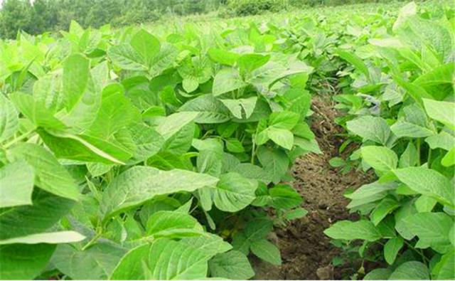 種植黑豆時，掌握技術方法產(chǎn)量能提升