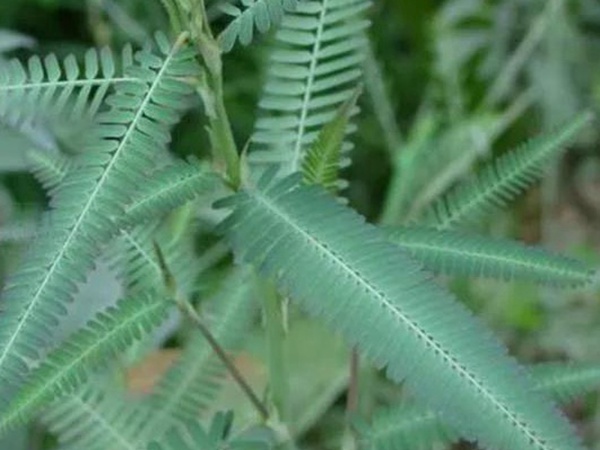 田菁的栽培技術(shù)以及管理方法