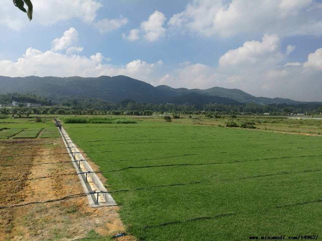 優(yōu)質草坪草——結縷草經濟價值與播種技術