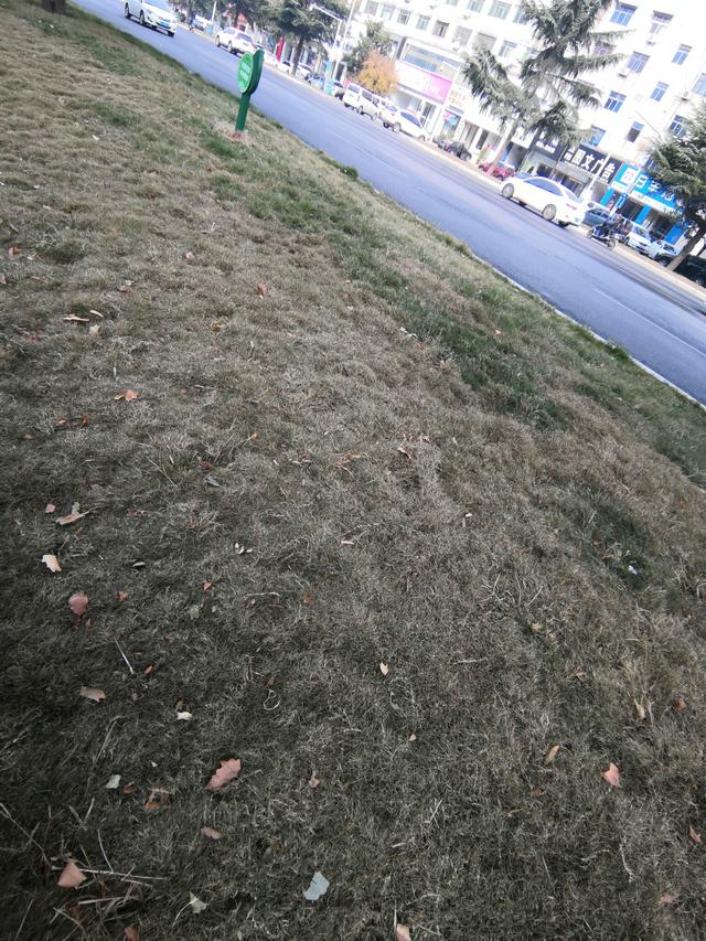 狗牙根草坪的養護管理措施都在這了