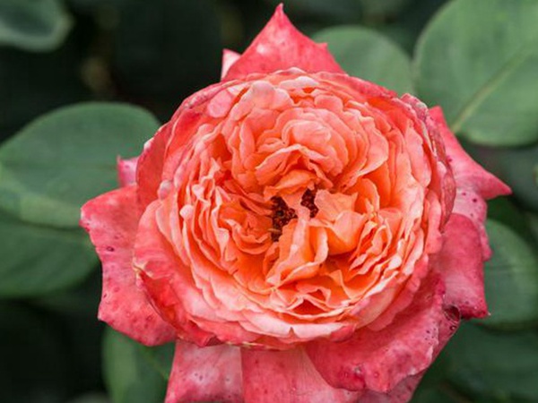 串葉松香飼用價值及方法以及播種技術