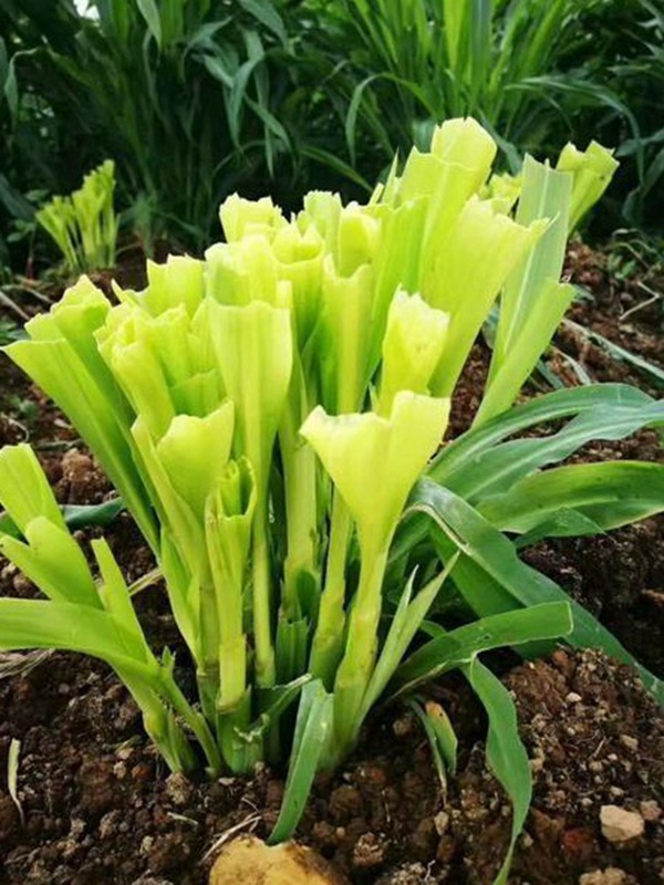 種植墨西哥玉米有這幾個要點，掌握好這幾個要點獲得高產(chǎn)量