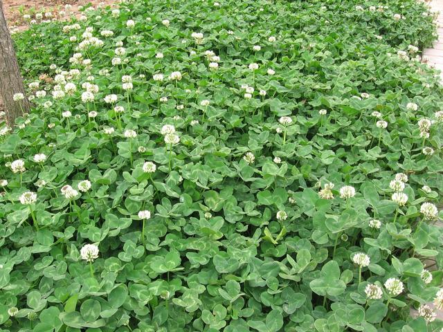 種植白三葉草種之前需要幾個步驟，什么時候種植比較好