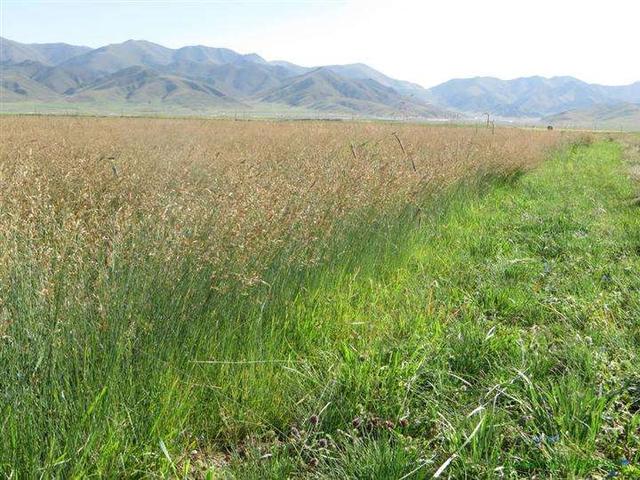 種植披堿草產量高必須掌握了這兩個方法