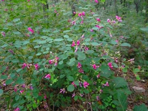 胡枝子的種植技術(shù)介紹，什么時(shí)候播種最佳？