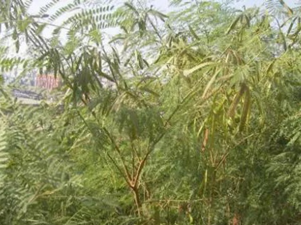 山毛豆繁殖方法以及習性特點