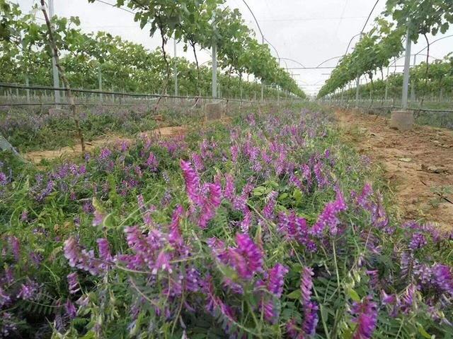 毛苕子的種植技術(shù)介紹以及播種時(shí)間