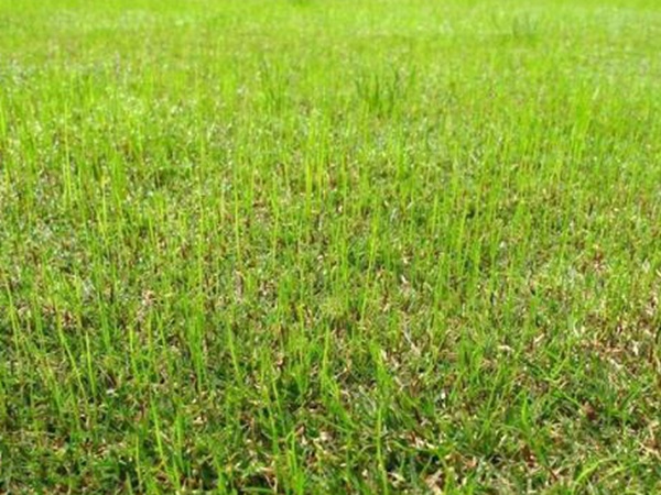 野牛草種植技術以及養護管理方法有哪些