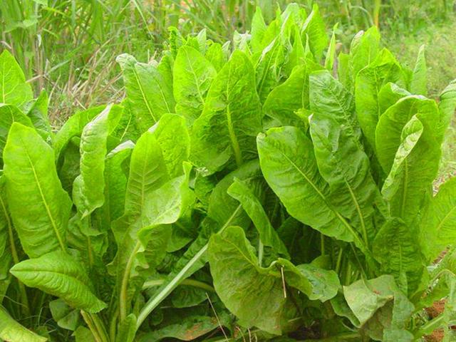 菊苣的主要價值及種植技術介紹