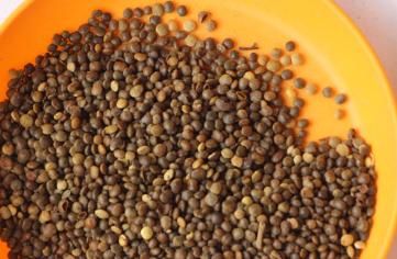 生命力頑強的鹽膚木，鹽膚木基本價值與種植技術介紹