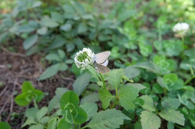 白三葉草，不但栽培，觀賞期長，管理方法簡單而且花繁葉茂