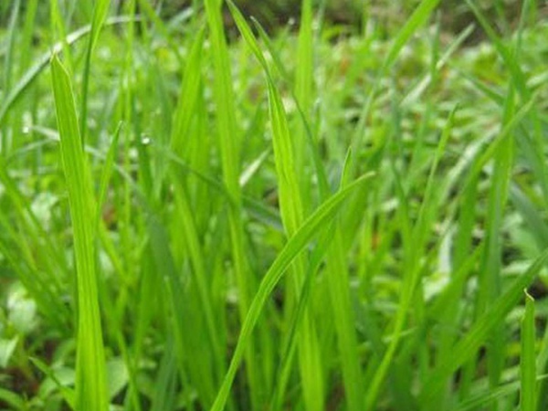 最適合養(yǎng)牛的四種牧草有哪些