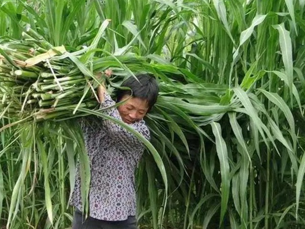 甜高粱種植技術,什么時候播種比較好