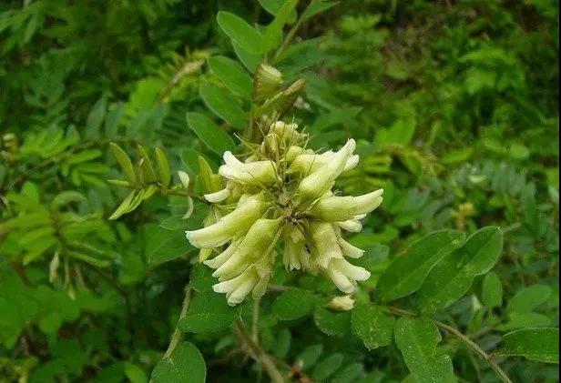 常綠灌木種子—山毛豆形態(tài)特征以及播種時間