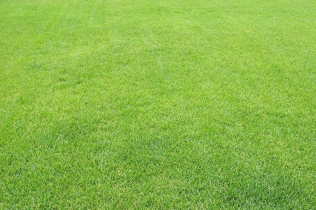 優質牧草種子紫羊茅優點有哪些，還有哪些需要注意的