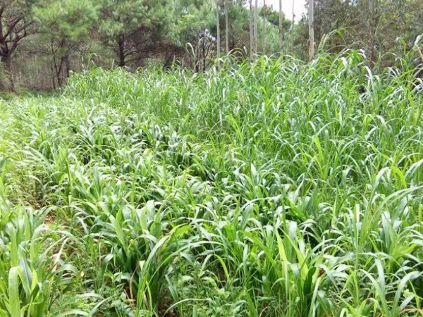 蘇丹草介紹以及主要價(jià)值，生長(zhǎng)速度