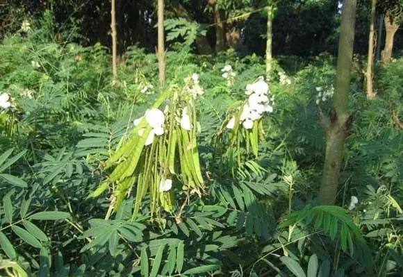 常綠灌木種子—山毛豆形態(tài)特征以及播種時間