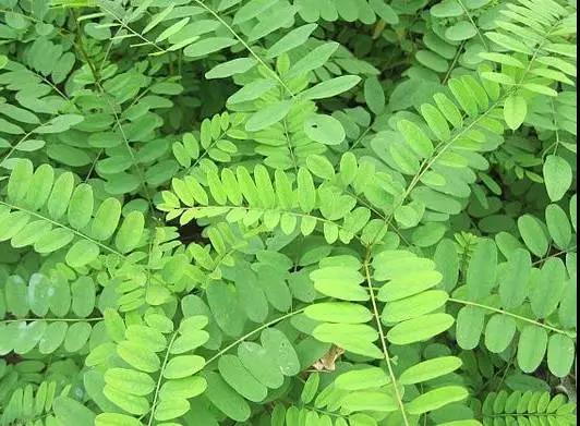 紫穗槐種子的種植方法與管理技術