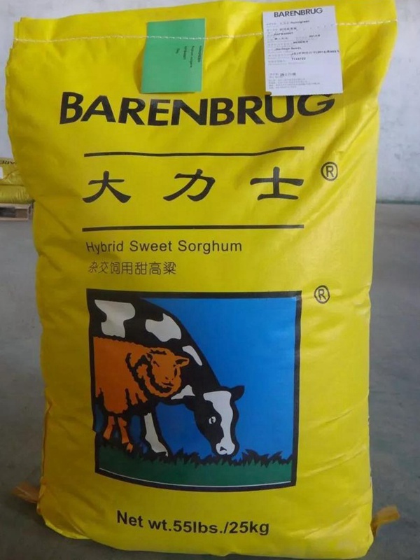 飼用甜高粱“大力士”助您脫貧攻堅！甜高粱牧草種子特性